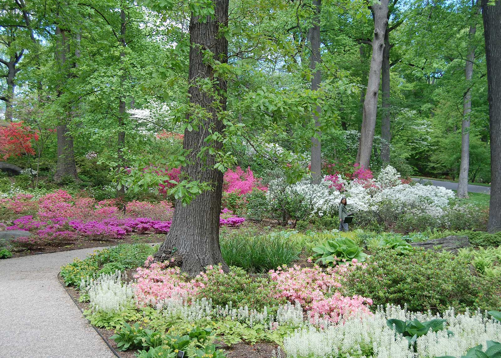 Azalea Garden 1