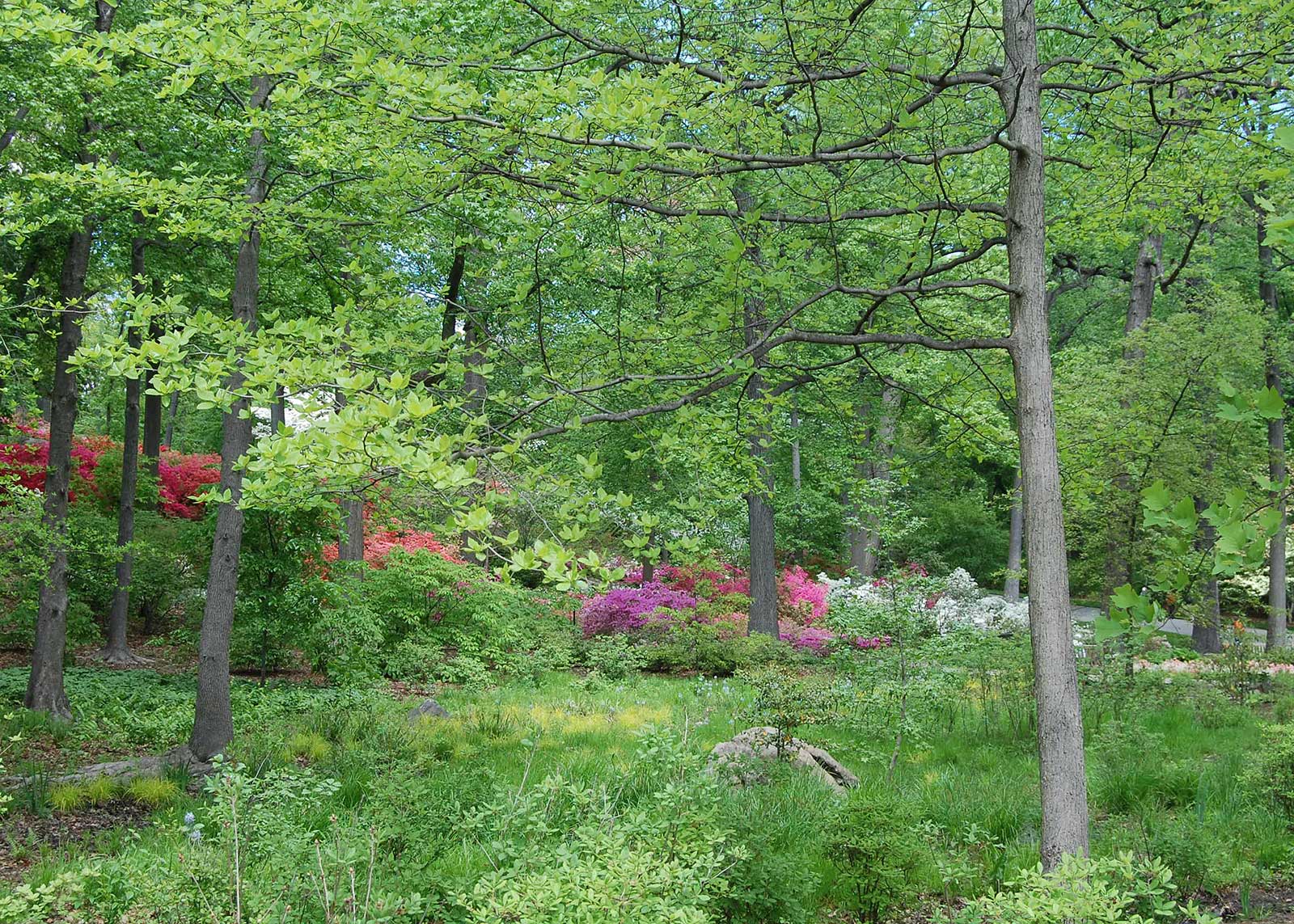 Azalea Garden 2