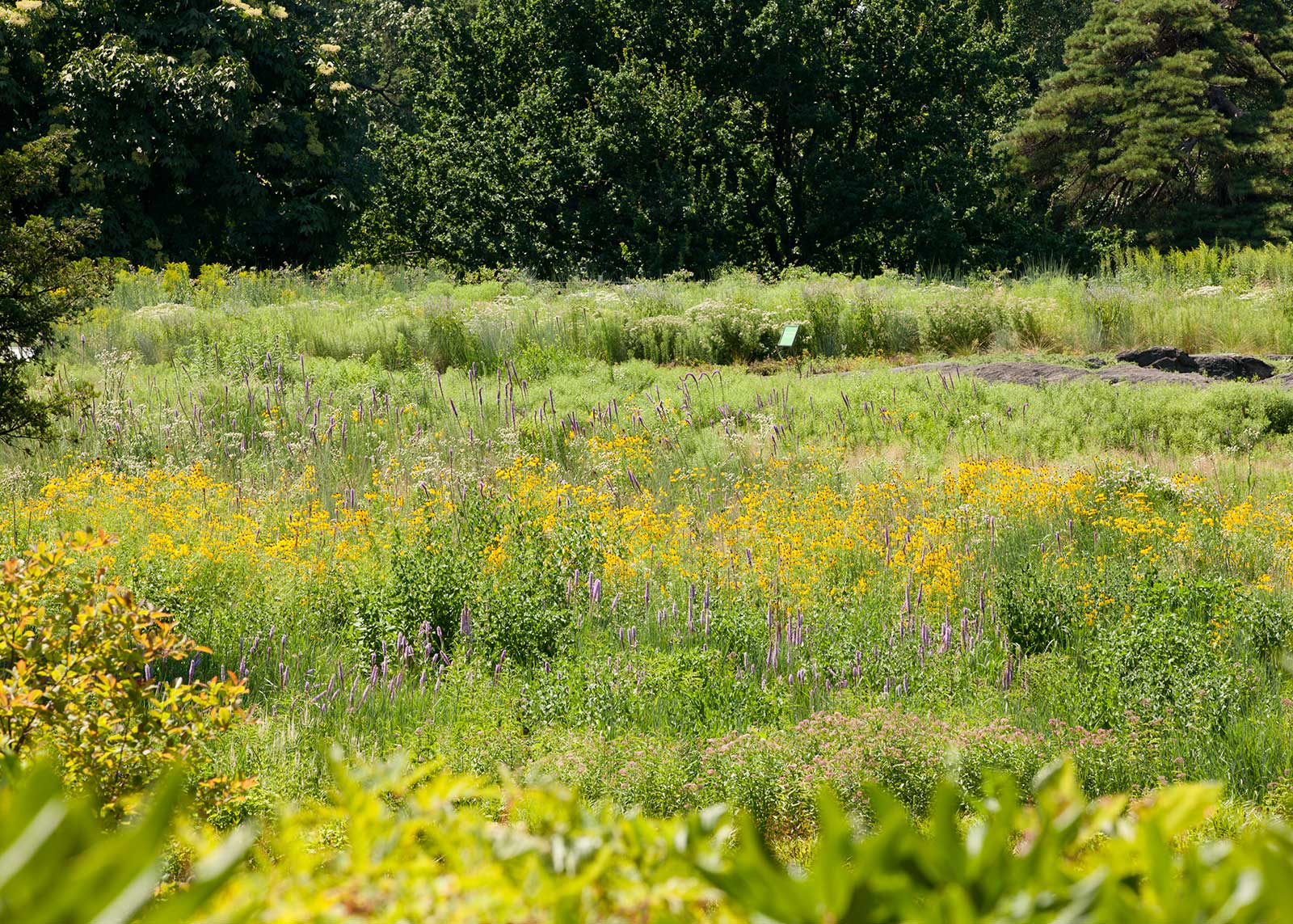 Native Plant Garden 3