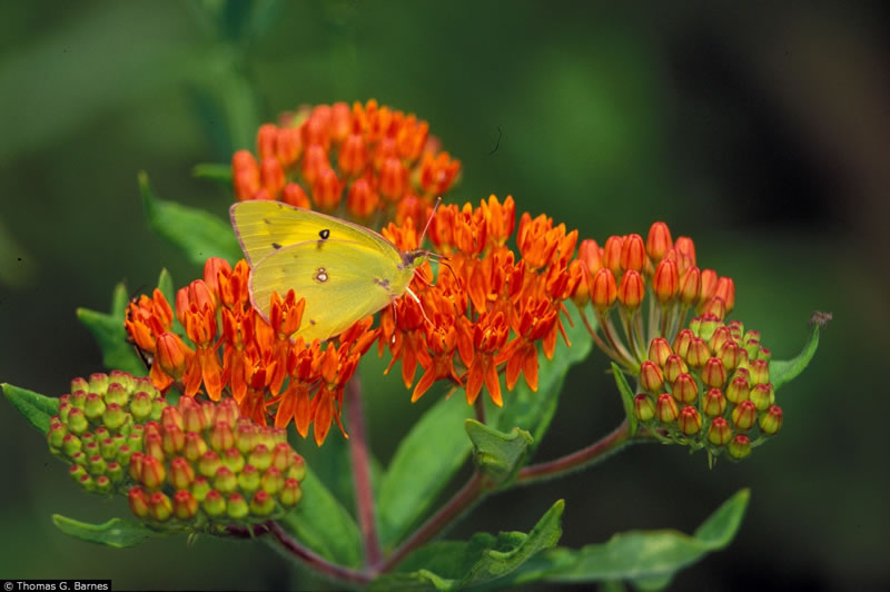 Perennial Plant Association plant of the year, Asclepias tuberosa