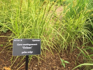 Friendship Garden Re-Dedication