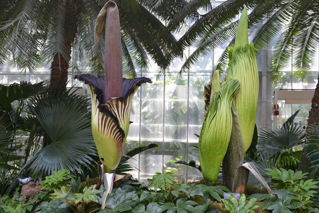 Image of all 3 corpse flowers. Photo take by USBG. 