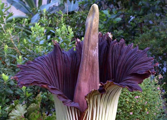 Corpse Flowers Bloom At The U S Botanical Garden Ovs