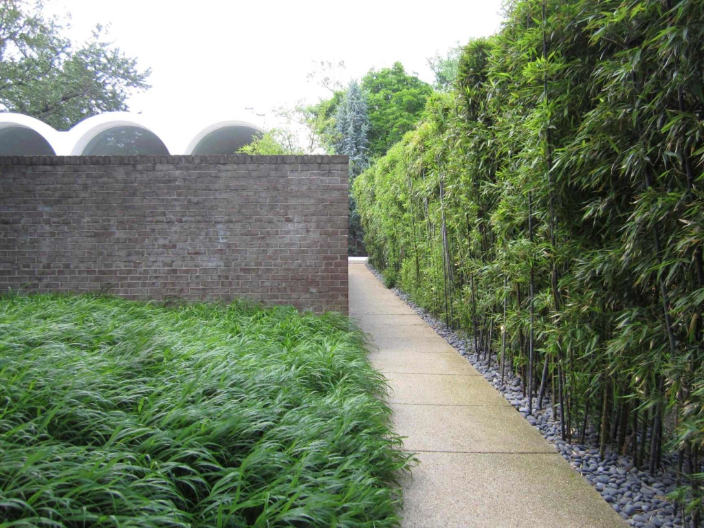 A Washington, D.C., residence's wall of Phyllostachys nigra (black bamboo)