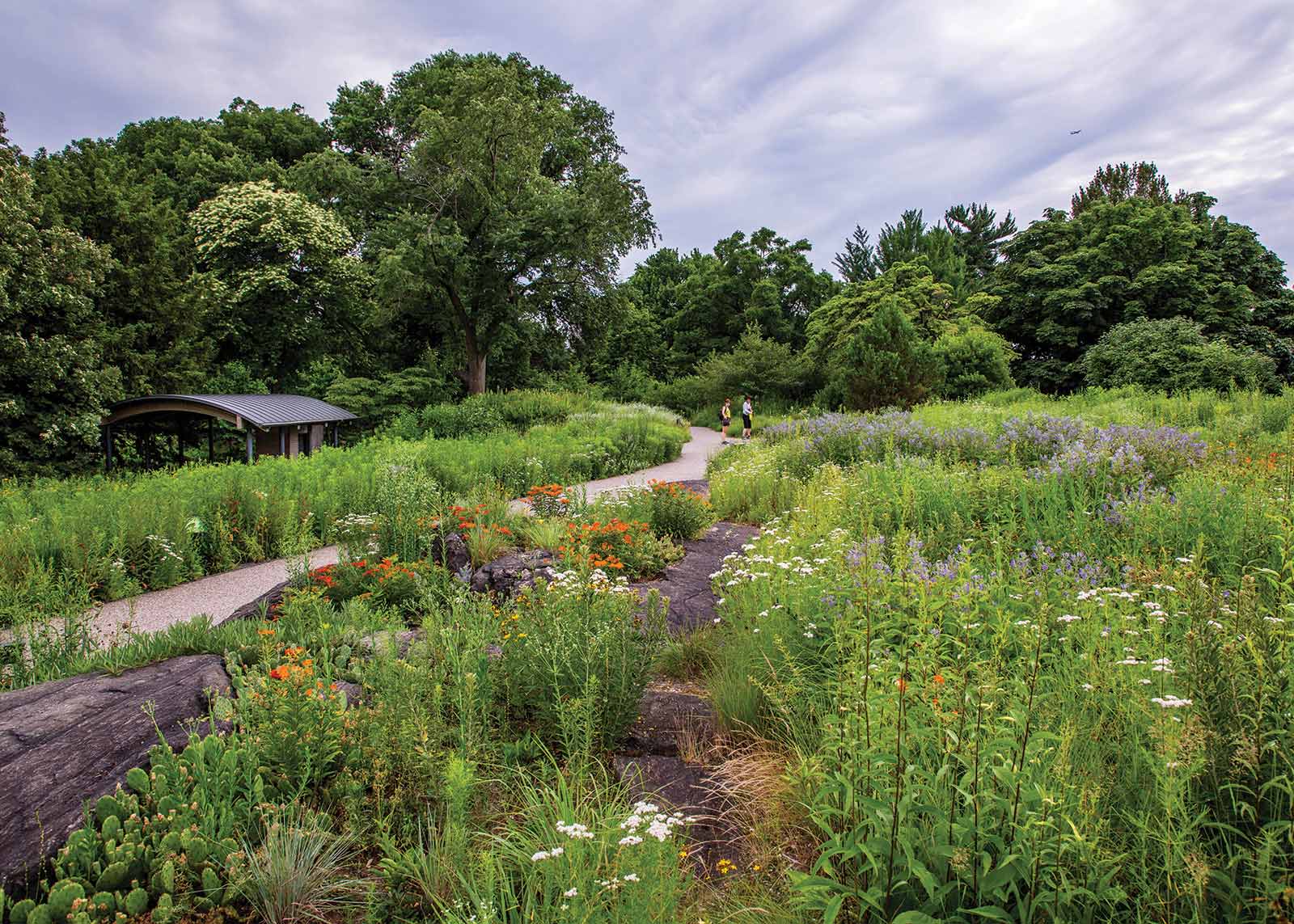 Native Plant Garden